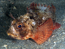 Plumed Scorpionfish - Scorpaena grandicornis