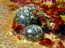 Sea Pearl - Valonia ventricosa