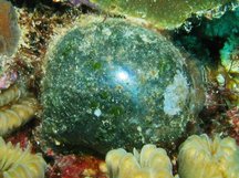 Sea Pearl - Valonia ventricosa