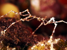 Sea Spider - 