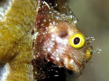 Secretary Blenny - Acanthemblemaria maria