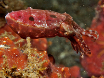 Crinoid Cuttlefish - Sepia sp. 1