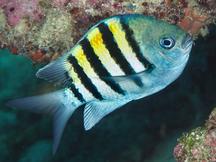 Sergeant Major - Abudefduf saxatilis