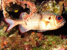Shadowfin Soldierfish - Myripristis adusta