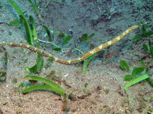 Short-Tailed Pipefish - Trachyrhamphus bicoarctatus