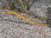 Short-Tailed Pipefish - Trachyrhamphus bicoarctatus
