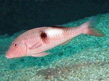 Sidespot Goatfish - Parupeneus pleurostigma