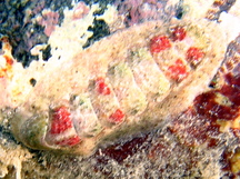 Caribbean Slender Chiton - Stenoplax purpurascens