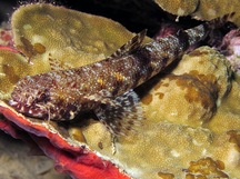 Slender Lizardfish - Saurida gracilis