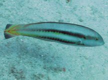 Slippery Dick - Terminal Phase - Halichoeres bivittatus