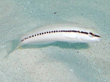 Slippery Dick - Halichoeres bivittatus