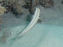 Slippery Dick - Juvenile - Halichoeres bivittatus