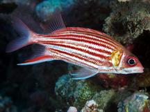 Smallmouth Squirrelfish - Sargocentron microstoma