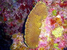 Smenospongia conulosa - Smenospongia conulosa
