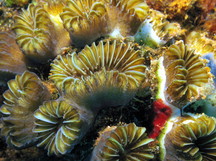 Smooth Flower Coral - Eusmilia fastiginia