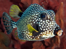 Smooth Trunkfish - Lactophrys triqueter