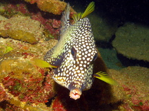 Caribbean Reefs - Boxfishes - Show all