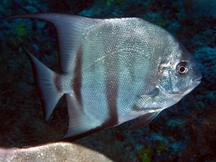 Atlantic Spadefish - Chaetodipterus faber