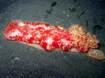 Spanish Dancer - Hexabranchus sanguineus