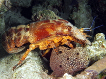 Spanish Lobster - Scyllarides aequinoctialis