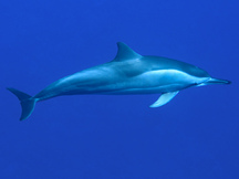 Spinner Dolphin - Stenella longirostris