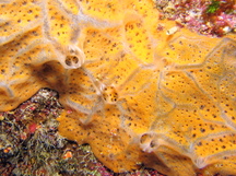 High-Veined Encrusting Sponge - Spirastrella hartmani