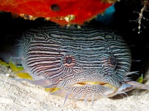 Splendid Toadfish - Sanopus splendidus