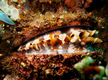 Variable Thorny Oyster - Spondylus varius