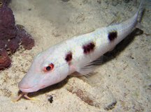 Spotted Goatfish - Pseudupeneus maculatus