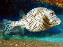 Spotted Trunkfish - Lactophrys bicaudalis