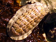 Squamose Chiton - Chiton squamosum