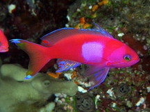 Squarespot Anthias - Pseudanthias pleurotaenia