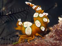 Squat Anemone Shrimp - Thor amboinensis