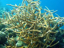 Staghorn Coral - Acropora cervicornis