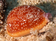 Half-Swimmer Cowry - Staphylaea semiplota