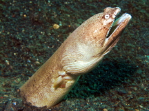 Stargazer Snake Eel - Brachysomophis cirrocheilos