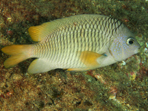 Beaubrummel - Stegastes flavilatus