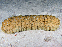Curryfish Sea Cucumber - Stichopus herrmanni