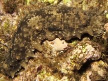 Dragonfish Sea Cucumber - Stichopus horrens