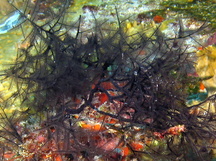 Stinging Bush Hydroid - Macrorhynchia clarkei