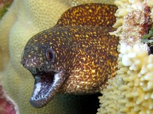 Stout Moray Eel - Gymnothorax eurostus