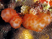 Strawberry Tunicate - Eudistoma sp. 2