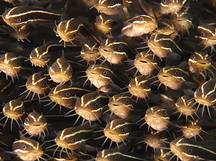 Striped Catfish - Plotosus lineatus