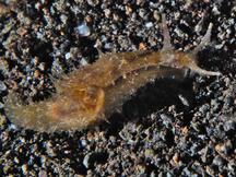 Lined Sea hare - Stylocheilus striatus