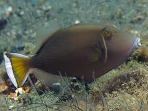 Flagtail Triggerfish - Sufflamen chrysopterum