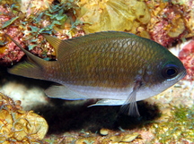 Sunshinefish - Chromis insolata