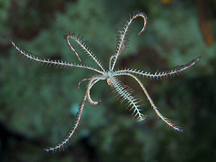 Swimming Crinoid - Analcidometra armata