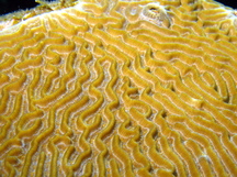 Symmetrical Brain Coral - Pseudodiploria strigosa