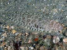 Spottedfin Tonguefish - Symphurus diomedeanus
