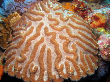 Symphyllia radians - Lobophyllia radians